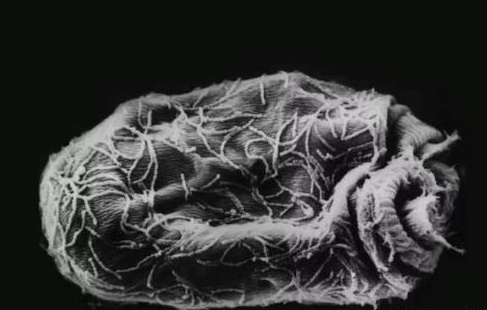 科学家 地底之下，科学家发现以硫酸盐为生的顽强生物，打破了人们认知