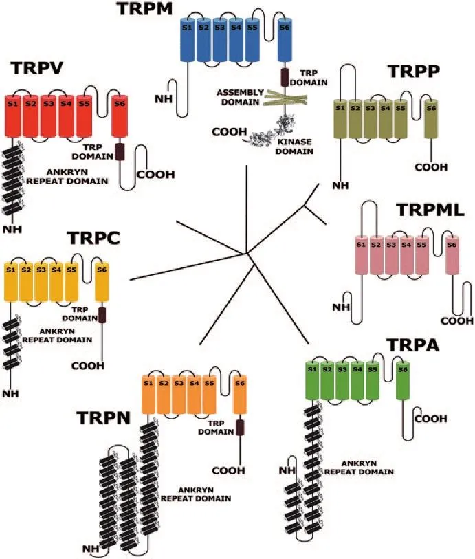 爆冷门 诺奖爆冷门!吃辣椒也能得诺贝尔奖?看完才知道根本不简单