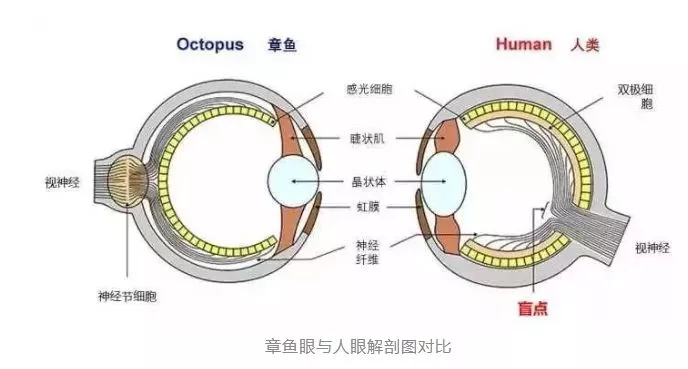  人的7大缺陷，有一个你绝对意想不到~