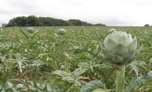 舜网 外国人追捧的美味，在国内却无人问津，只因为太懒