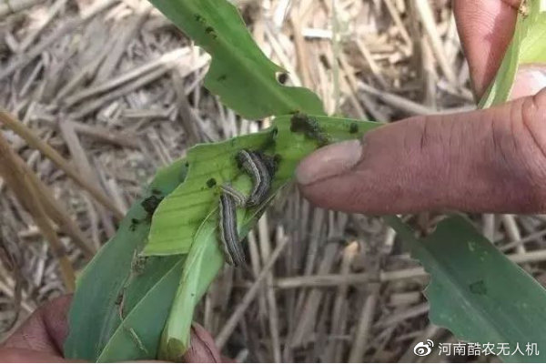 让苦农变酷农 2021年草地螟防控技术方案