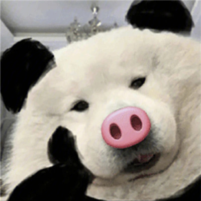 桉月|表情包：再也不做舔狗了