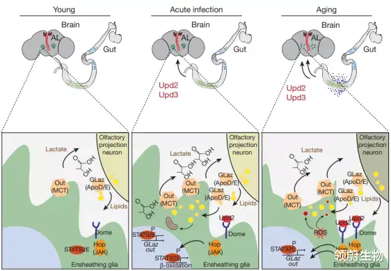 Nature Nature：颠覆常识！肠道与嗅觉竟然存在如此神秘的联系？