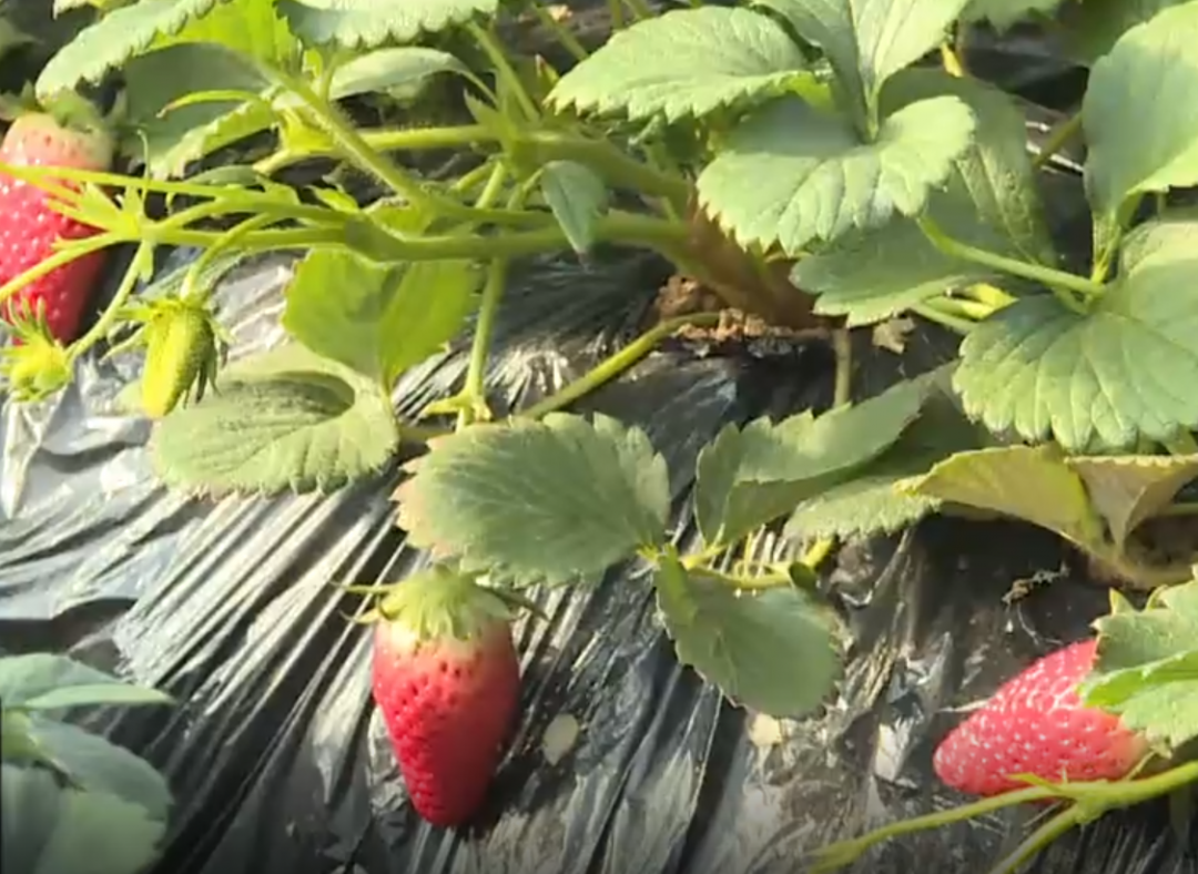 海阳融媒 草莓新品种获丰收，个大味香收益高