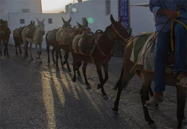 陪读时间 80年代,生产队分给我家一头骡子,父亲视它为“活宝”