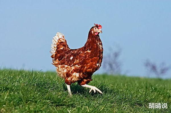 晴晴说|生肖鸡，从来不依赖别人的帮助，前半生基本上还是过的相对拮据！