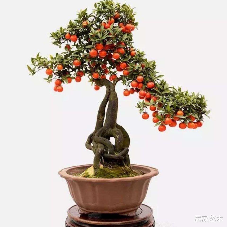 居家艺术 它是观果盆景中的极品,易造型好养活且寓意好