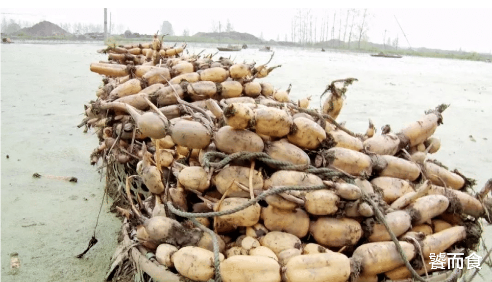 莲藕别瞎买,7孔和9孔的区别很大,买错了难吃还浪费钱