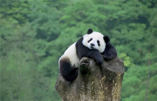 狮子老虎为何宁愿挨饿,也不攻击大熊猫?