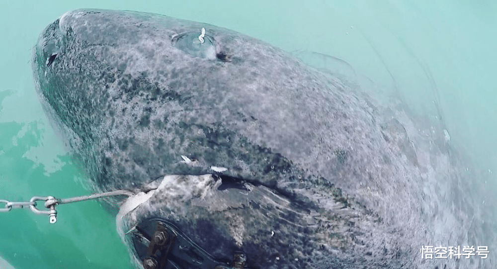 北极熊 156岁才能交配，腹中找到北极熊尸骸，小头睡鲨到底有多凶猛？