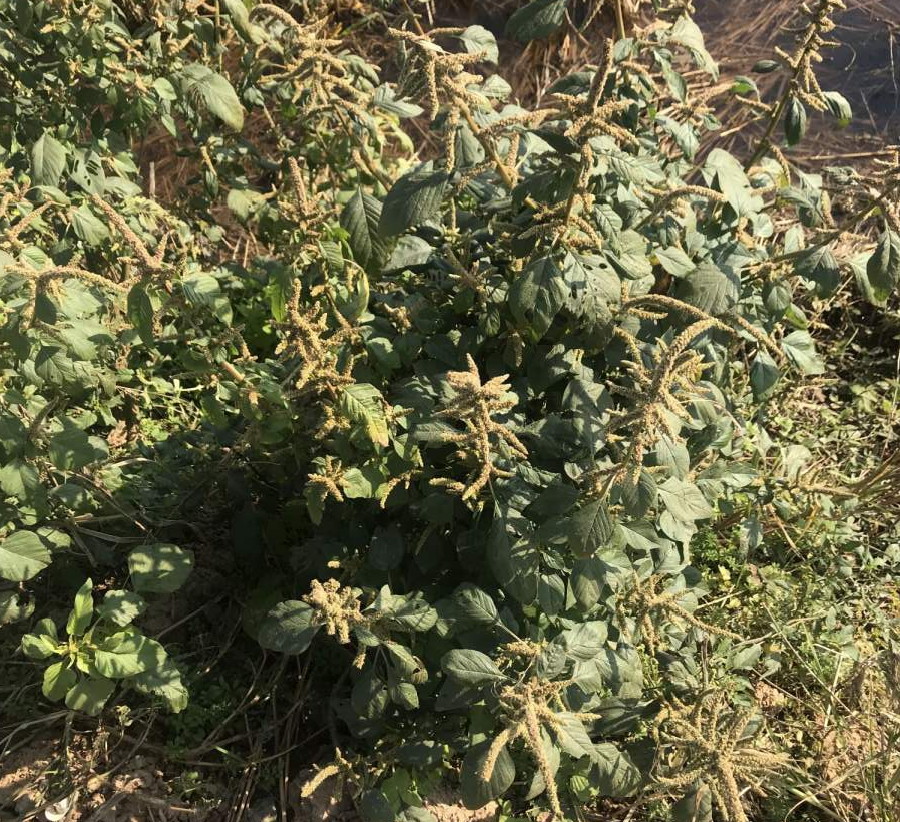  入侵植物爬进门，赶紧用开水烫死，不然就长疯了