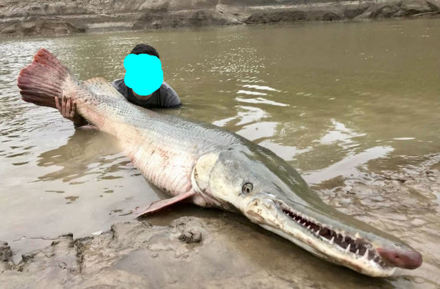 教教你家娃|浙江一景观湖水面浮现大型掠食鱼，目击者：有一米长，想钓它起来