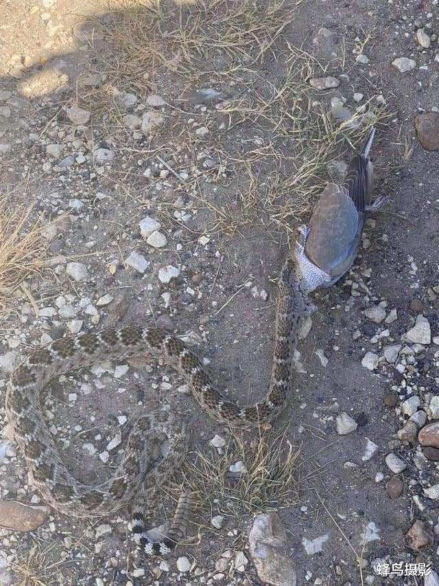 秦始皇帝陵 28张活久未见的照片，上万只蚂蚁搭“蚁”梯攻击黄蜂巢，谁组织的