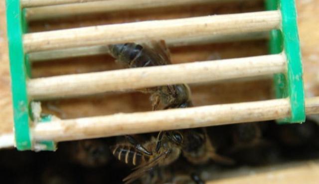 大象 怎样判断蜂箱里有没有蜂王？