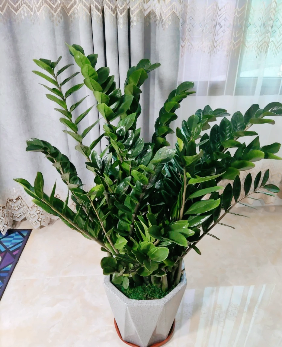 客厅|8种“招财树”,养在客厅里,高大笔挺,威武又气派,招财又旺宅