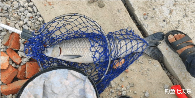 无锡|鱼塘老板被钓哭！无锡钓友晒“战果”，花150大洋狂拉11条大青鱼