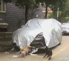 小姐姐|“这是华为1996年的招聘广告,大家自己感受下!”哈哈哈哈人才啊