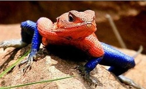 爬行动物 翼龙再生了?这种蜥蜴正在进化翅膀,已经可以在树林间滑翔