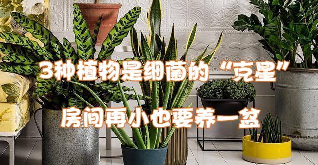 阳台养花匠|人称细菌“克星”的植物，房间再小也要养，清香又洁净