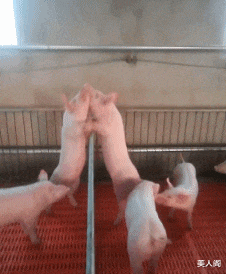 美人阁 以为是个王者，没想到是个废铁哈哈哈