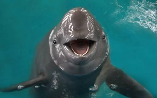 菜菜叶|水中精灵：俗名江猪的长江江豚为什么越来越难以看到