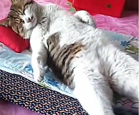 舜网 女子给猫咪洗完澡后，看到猫咪趟在床上的姿势，瞬间不淡定了