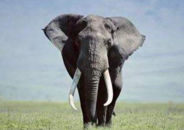 三农小松日记 给大象修指甲就像在削土豆，大象一脸享受，网友：看着真解压！