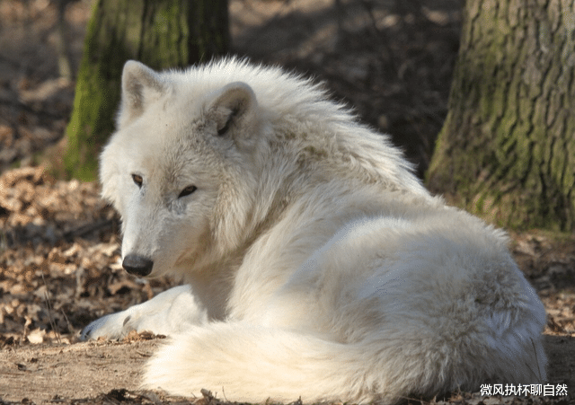 微风执杯聊自然|狼群开始重返自然，但这九种狼永久消失了，只能在照片中一睹风采