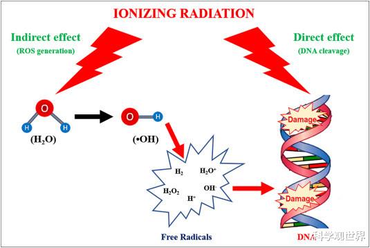 粒子加速器 一位科学家把头伸进粒子加速器,被高能质子束直接爆头,结果怎样了?