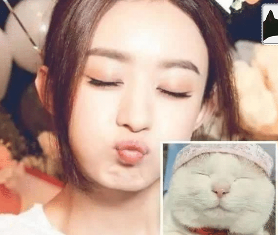 王俊凯|当明星们与动物撞脸，猫系的李易峰又萌又无辜，最后2个是怎么回事？