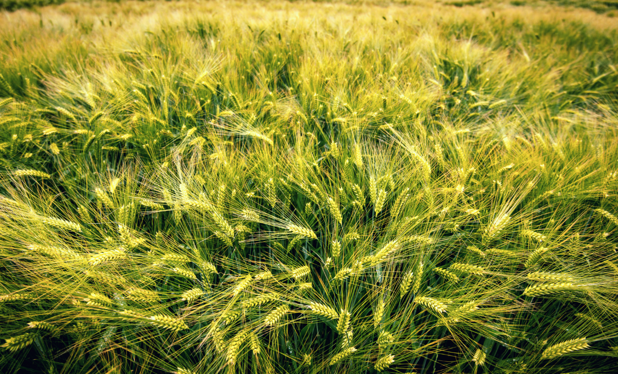 星座叶大仙|心眼少,能扛事,格局大的星座,一直以来活得明明白白,通通透透