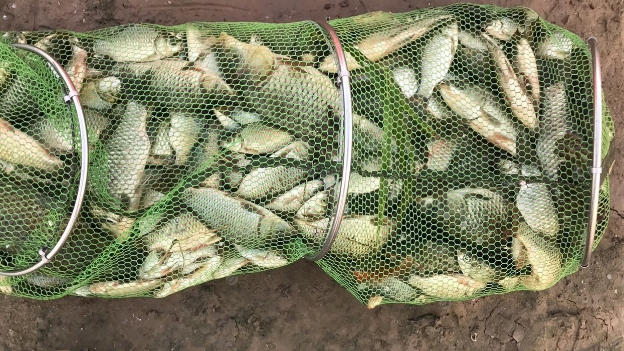 鲫鱼|不讲武德！邀兄弟去自留地钓鱼，弟炫耀鱼获，惨遭电工清河