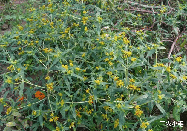 三农小毛 院子里长出5种草,不管多好看,看到了就铲除,留下是“祸害”