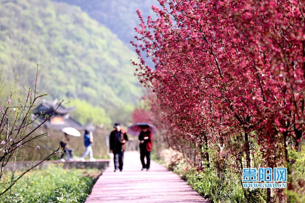 贵阳网 贵州安顺:美丽乡村小河湾 春暖花开引客来