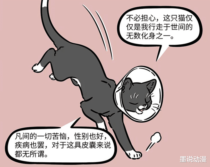 徐哼唧|非人哉：九月带着徐哼唧打疫苗，观音再度化身为猫，已被绝育
