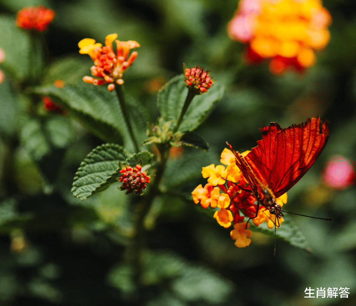 生肖解答|7月底，装满了思念，盛满了爱，3生肖冰释前嫌，旧情人回心转意