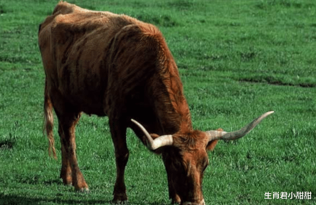 大连|控制自身情绪，在职场中努力学习和提升自己，属牛人终会看到回报