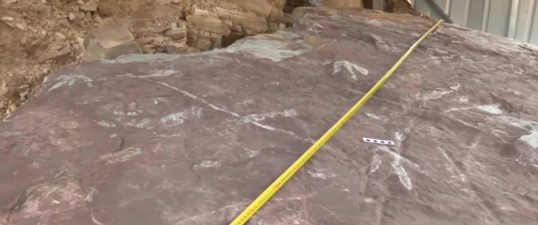 化石 继骨骼化石后，东兴又发现侏罗纪时期恐龙足迹化石