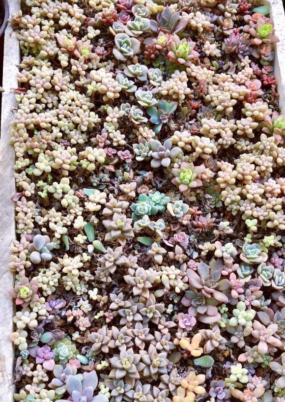 向阳园艺|都说多肉叶插难，实际上最简单，叶子丢到土里，两周长出新叶子