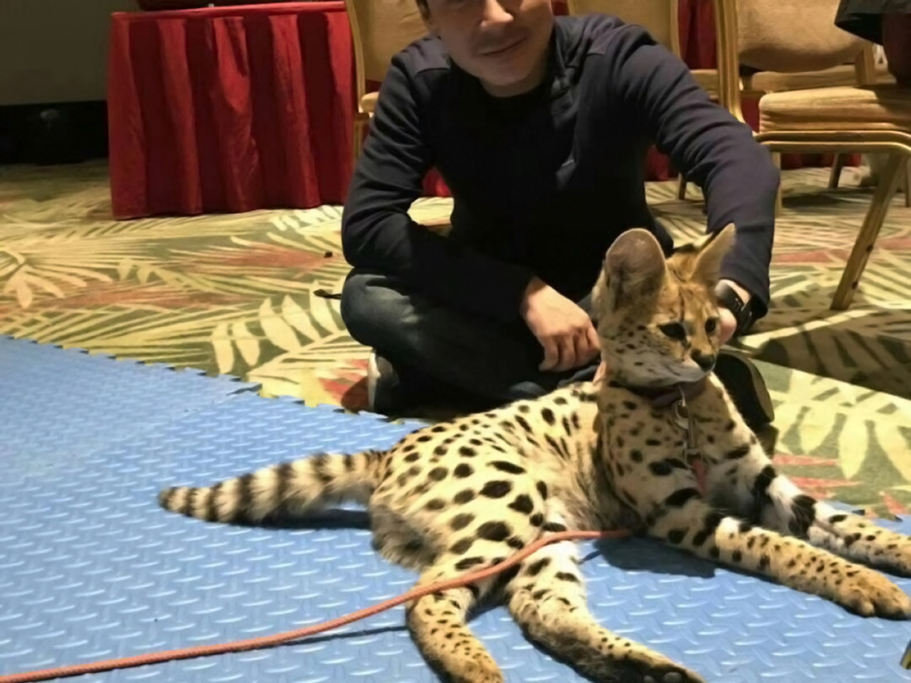 薮猫有猎豹般的外表和才能,却甘做“农业好先生”,成为猫科之耻