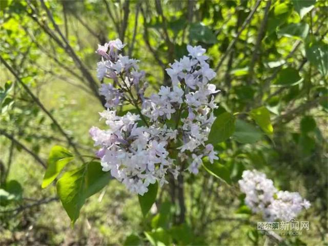 哈尔滨新闻网 这些丁香新品正在怒放，未来冰城丁香家族将有新成员加入