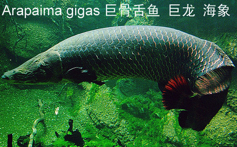 巨骨舌鱼 食人鱼的克星，鳞片可磨刀，巨骨舌鱼如何被人类从霸主吃到濒危？