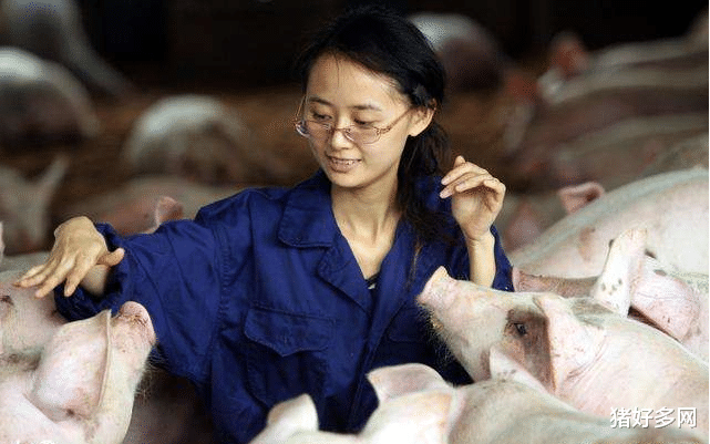 生猪价格 2月23日20公斤仔猪价格，猪价跌个没完，猪企还在疯狂抢购仔猪，何故？