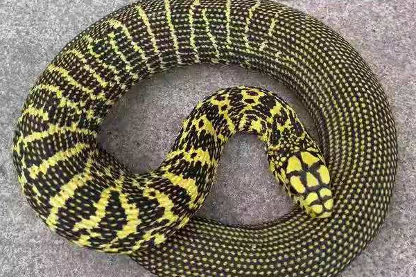 霍金 永不低头的五步蛇，也有吃瘪的一天，竟然败在无毒蛇手里？