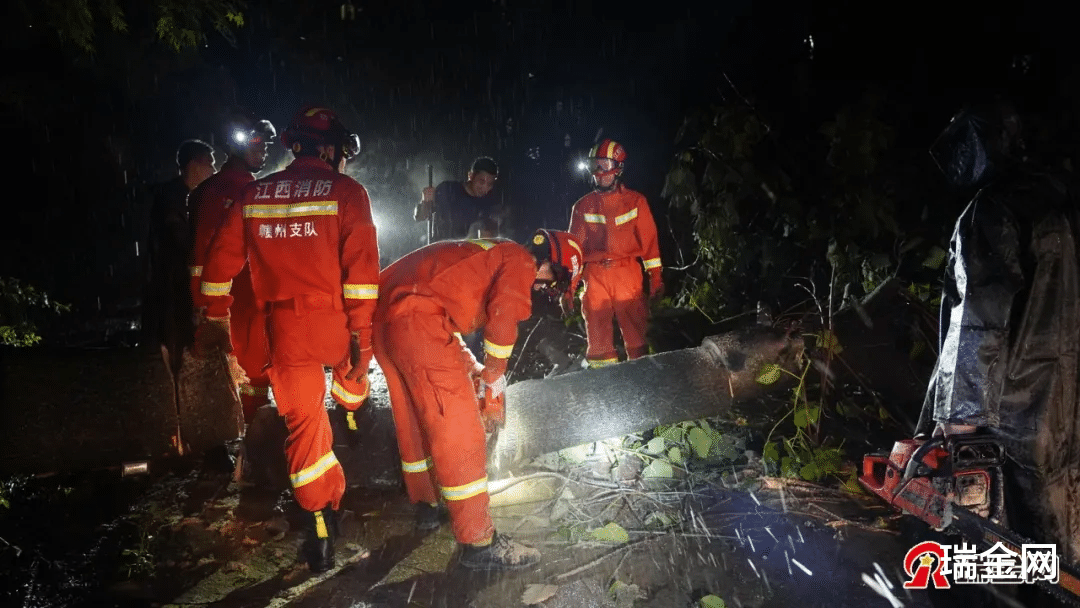 瑞金网 瑞金2棵大树倒塌在路上，消防神兵出手