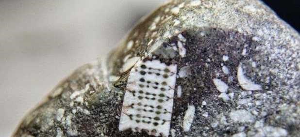 科学家 渔民发现特殊芯片,科学家鉴定距今2.5亿年,史前文明出现了?