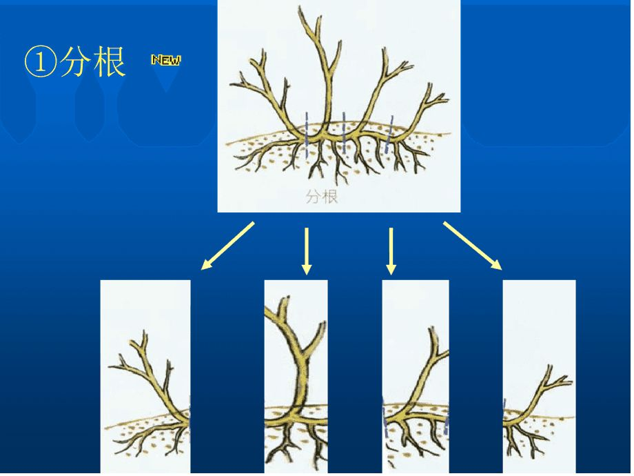 ?无性生殖的常见类型