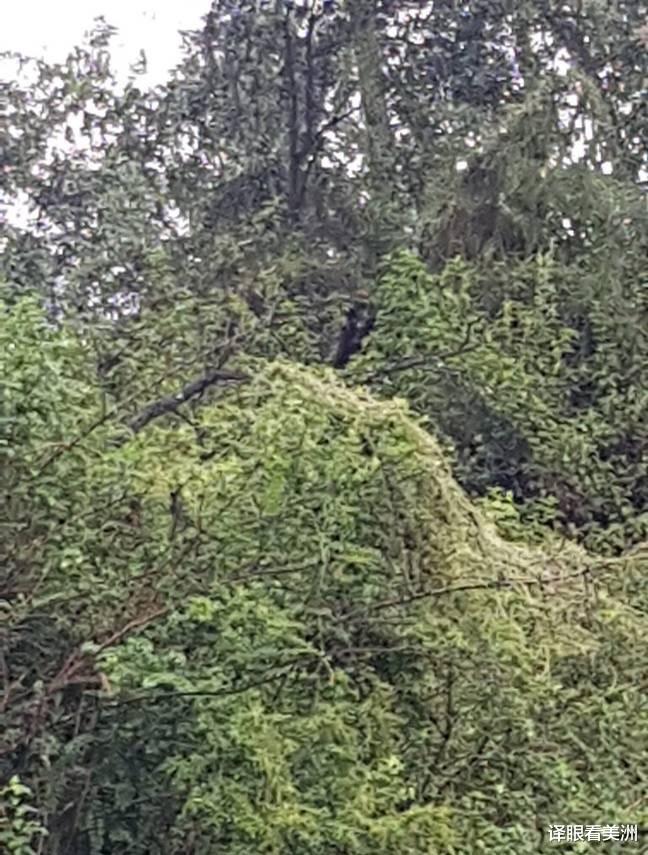 饵料|澳洲男子自称被恐怖的半人半狗生物跟踪，为免他人遇难必须广而告之