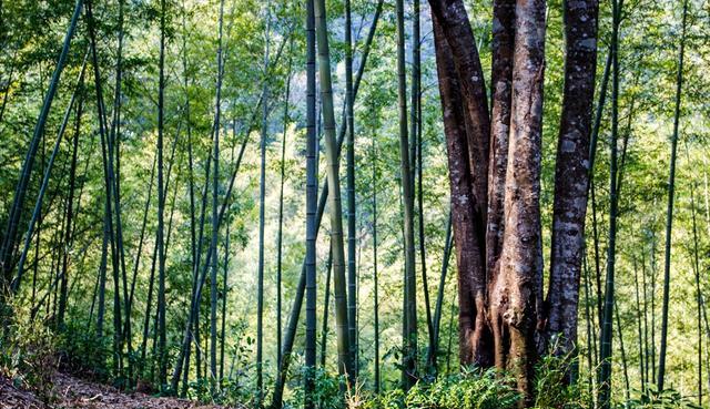 真的很棒 广州网红乡村，一到节假日就游人如织，流溪河的源头在这里