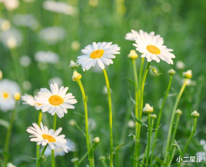 小二星座 永远学不会做作的星座，难道只有做作的女人才配得到爱吗？